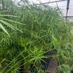 Šachor striedavolistý (Cyperus alternifolius) - výška 200-250 cm, kont. C9L
